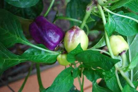 Building a Hoop House for Fall Vegetables Image